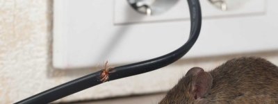 Sarıyer Fare İlaçlama