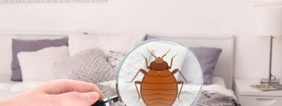 Sarıyer Tahta Kurusu İlaçlama